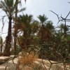 la-maison-de-nana-vue-figuig-maroc-chemin-de-l-eau7.jpg