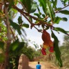 la-maison-de-nana-vue-figuig-maroc-fleur-de-grenade2.jpg