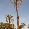 la-maison-de-nana-vue-figuig-maroc-palmiers3.jpg