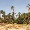 la-maison-de-nana-vue-figuig-maroc-palmiers4.jpg